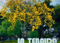 La Tebaida